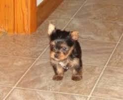  Gorgeous trained Tea-cup Yorkies Pu.ppies for good caring families   We have 2 well trained T