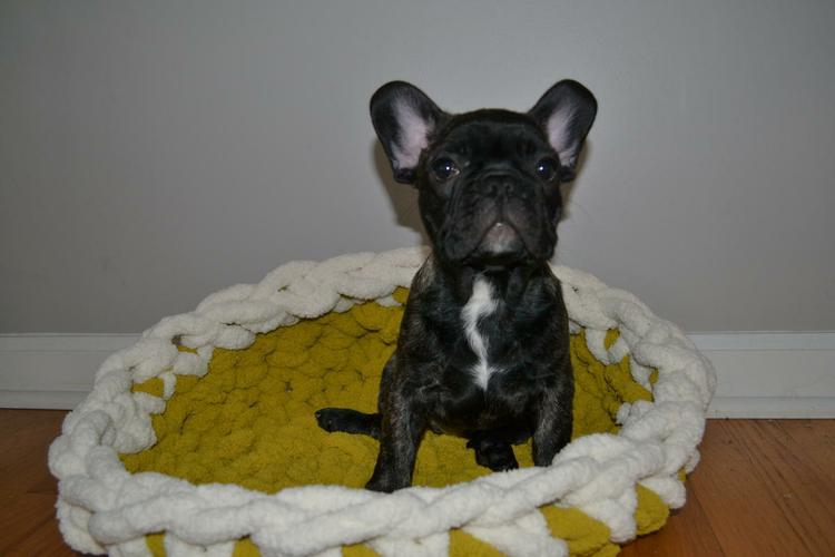 Male And female French bulldog Availeble For sale