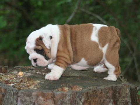 # Gorgeous English Bulldogs Puppies:contact us at 409-420-7820