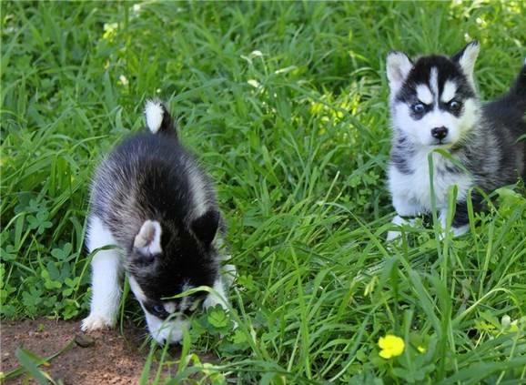  FREE Quality siberians huskys Puppies:contact us at (470) 248-1777