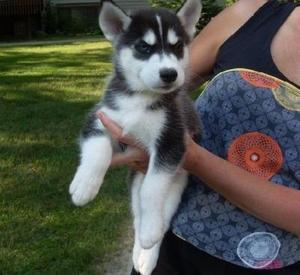  FREE Quality siberians huskys Puppies:contact us at (512) 566-7584