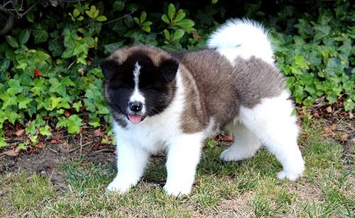 Top Quality Breed of AKITA puppies