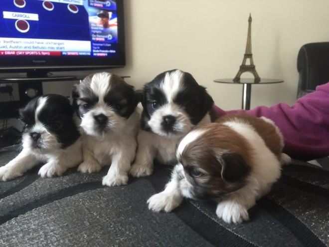 Adorable,cute,fantastic puppies for your family!!!They are great with kids and other pets!!!6 girls