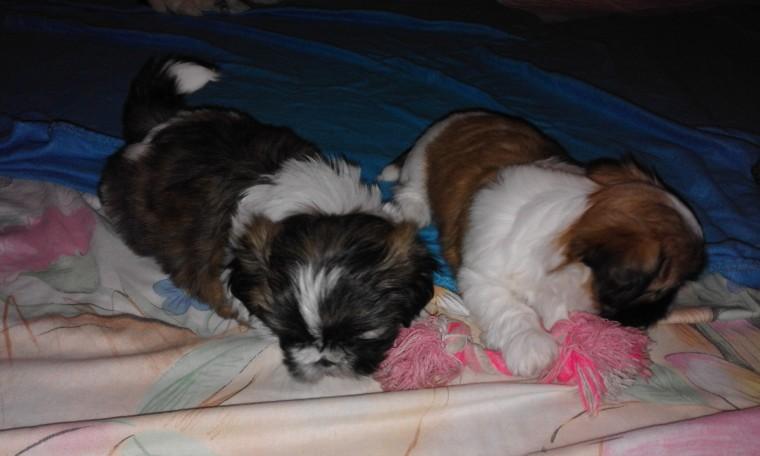 Adorable,cute,fantastic puppies for your family!!!They are great with kids and other pets!!!6 girls