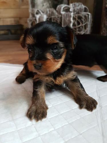 Awesome t-cup yorkie puppies available +1(727)220-3001