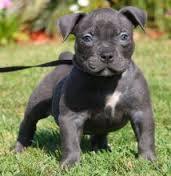 We have beautiful and cute American.pit.bull Puppie.s(915)  257_9137