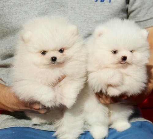 Male and Female Pomeranianss Puppies Available (501) 777-7650