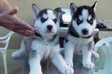 !!FREE Quality siberians huskys Puppies:!!contact us at (443) 687-9104