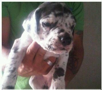 Gorgeous Great Dane Pups SMS me @ (302) 348-9294