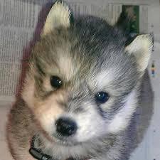 #Beautiful Male and Female Po.m.sky Pu.pp.ies  Available