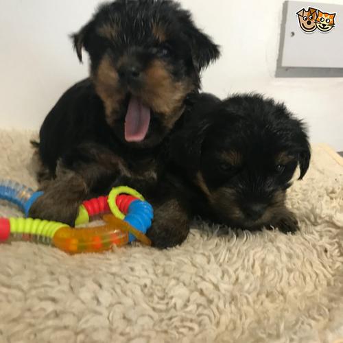 # # ??? Quality Teacup Yorkies Puppies:....contact us at  (440) 368-8230