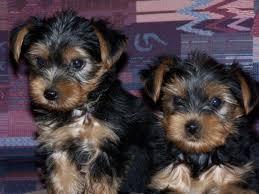BEAUTIFUL Y.O.R.K.I.E.S Puppies: contact us at (254) 836-2882 any time