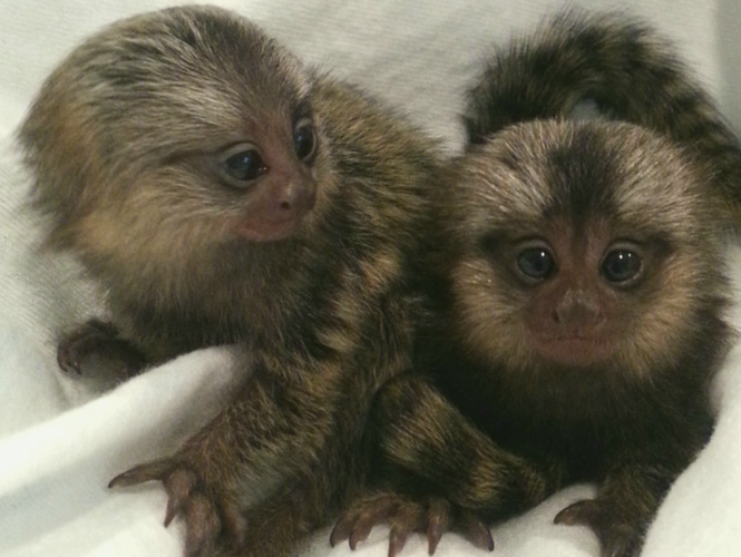 Marmoset Babies Available Now  for sale!