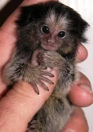 Marmoset Babies Available Now !