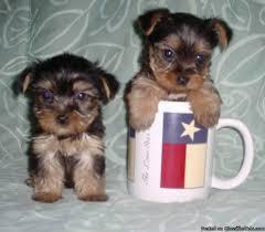 Pretty Female and Male Tea Cup Y.O.R.K.I.E puppies 2084375475
