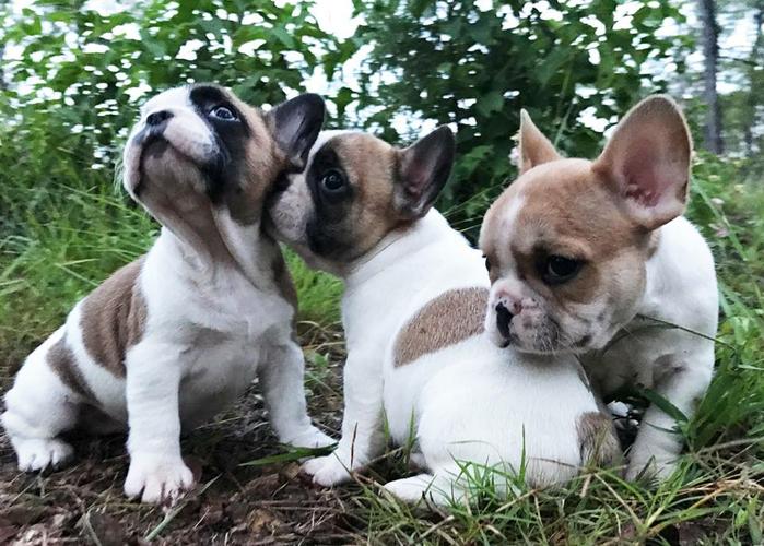 PennySaver french bulldog puppies for sale in Los