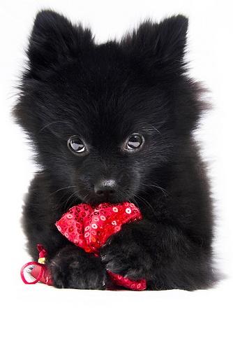 Male and Female Pomeranianss Puppies Available (320) 433-0825