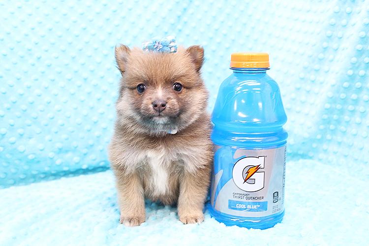 PennySaver | cute teacup puppy in Orange, California, USA