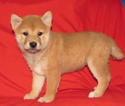 Pennysaver Outstanding Shiba Inu Puppies Available Now In