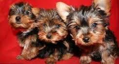 G.O.R.G.E.O.U.S.E Yorks-hire Terrier puppies (337) 940-9670