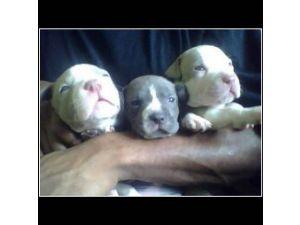  male and female Ameri-can pittbull Pu.ppies ) Need Hom 