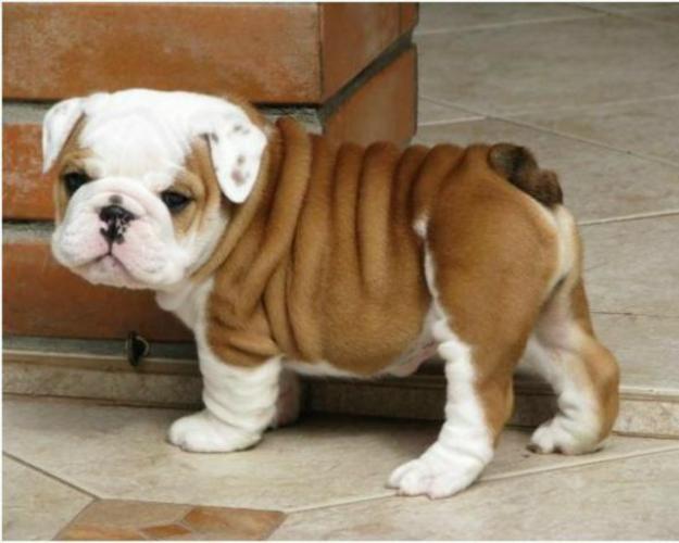 # Gorgeous English Bulldogs Puppies:contact us at 409-420-7820