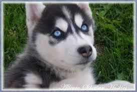 Quality siberians huskys Puppies:contact us at  (651) 347-6712