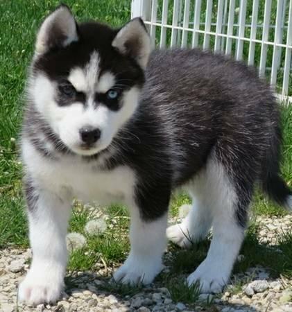 Quality siberians huskys Puppies:???contact us at (980) 269-1015