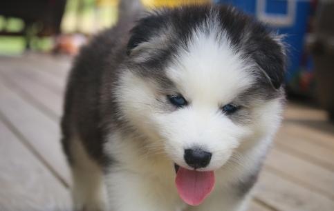 ???Quality siberians huskys Puppies:???contact us at(302) 440-4956