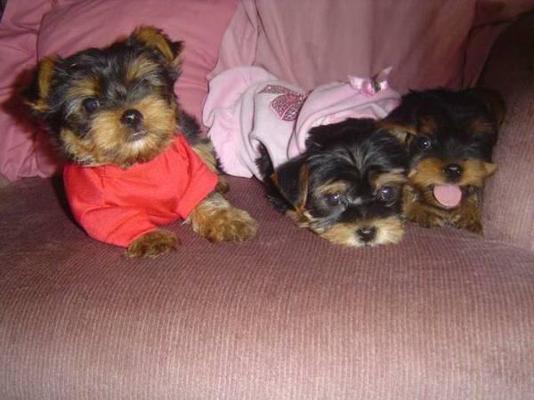 HEALTHY MALE AND FEMALE TEACUP YO.RK.IE P.UP.PIES FOR FREE :.... (919) 525-2679