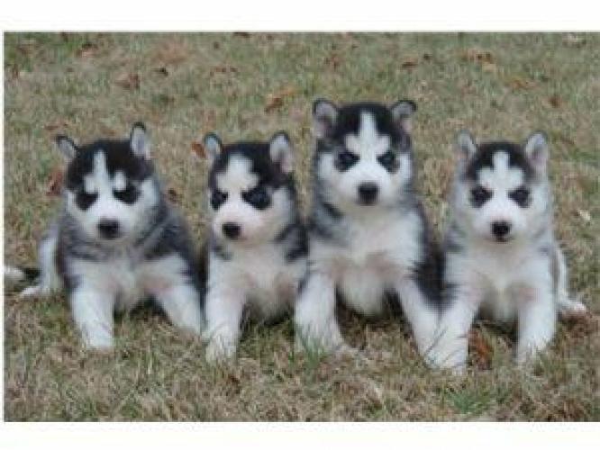 FREE Quality siberians huskys Puppies:contact us at(719) 215-8468