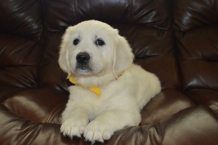 Top Quality Golde.n Retrieve.r Pups . 505 x 657 x 8012 Both males and females puppies.