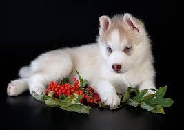 !!FREE Quality siberians huskys Puppies:!!contact us at (443) 863-9158