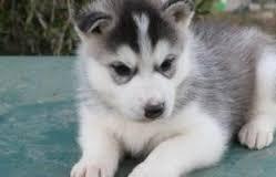 !!FREE Quality siberians huskys Puppies:!!contact us at (443) 863-9158