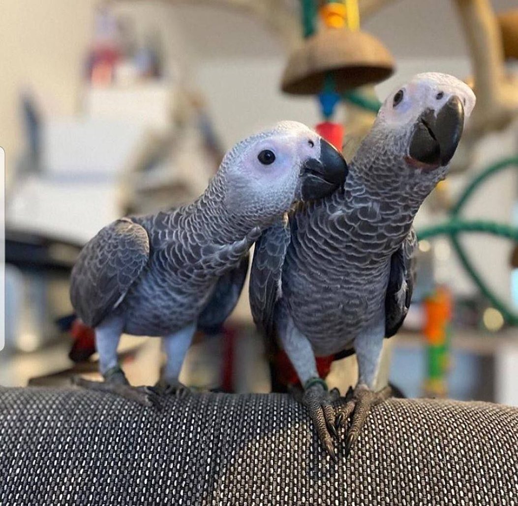 African Grey Parrots For Sale In California