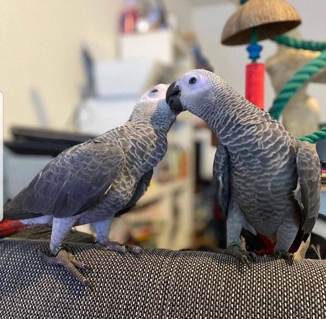 African Grey Parrots For Sale In California