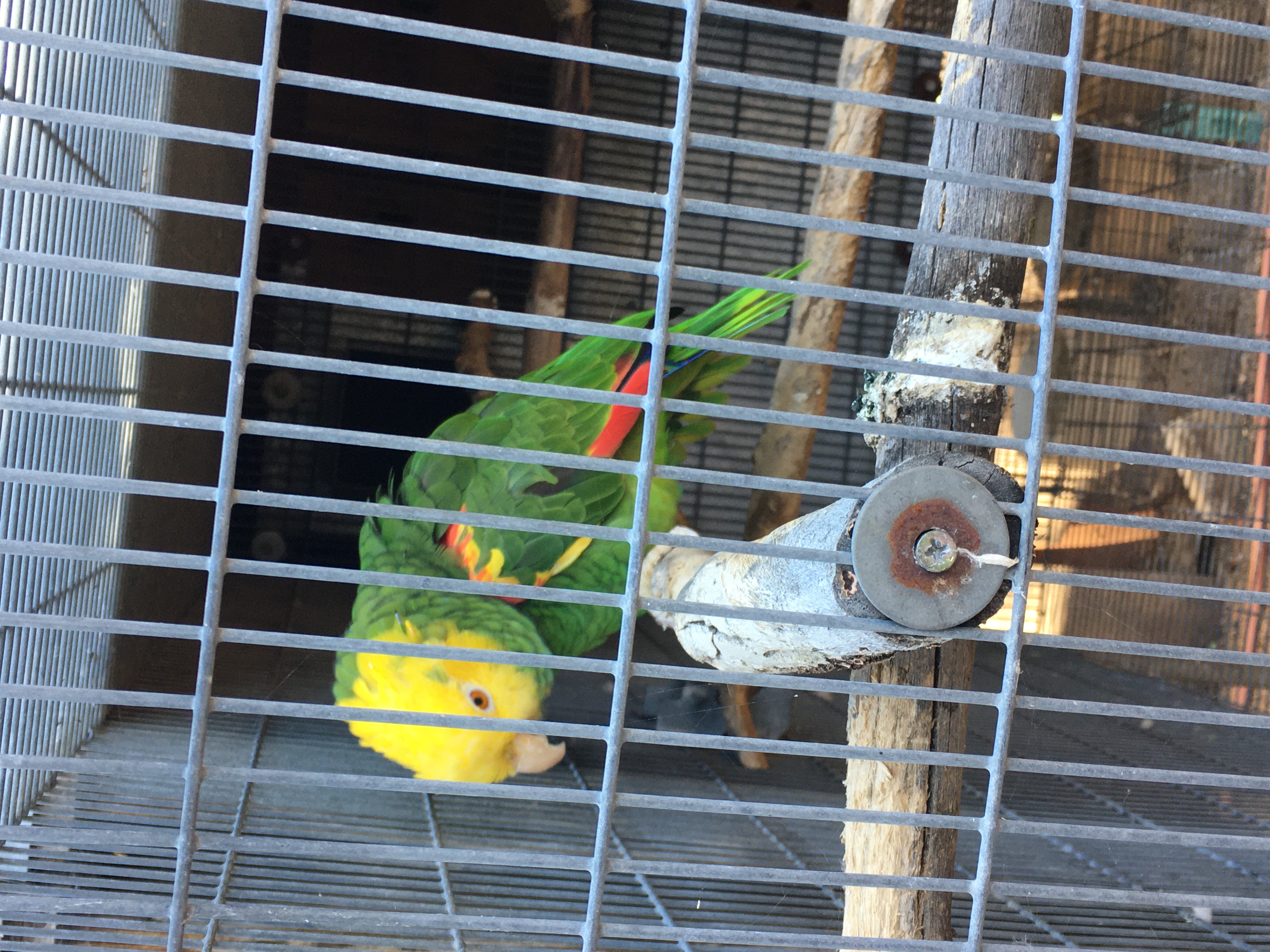 Double yellow head Amazon
