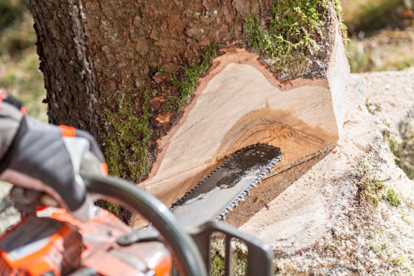 Tree Service Auburn Alabama