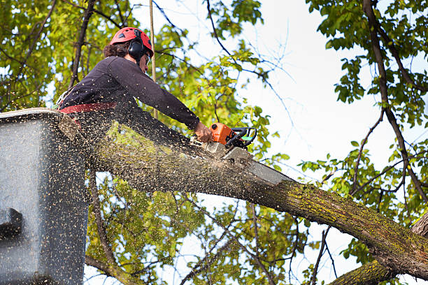Tree Service Auburn Alabama
