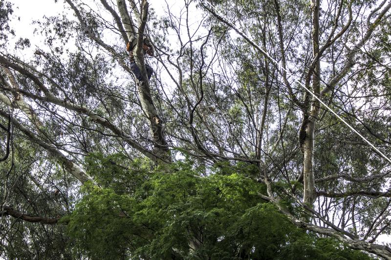 Tree Service Auburn Alabama