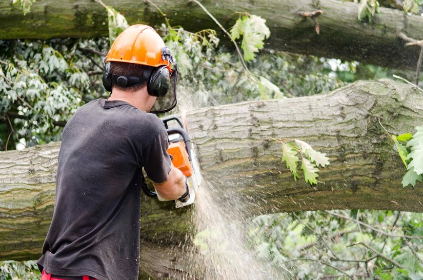 Tree Service Auburn Alabama