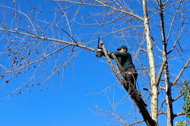 Tree Service Auburn Alabama