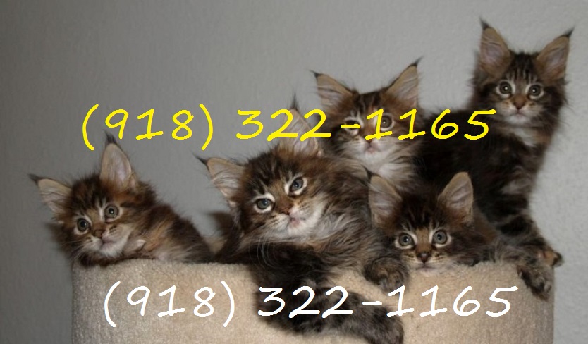 Pennysaver Beautiful Sphynx Kittens 415 630 7726 In Catawba
