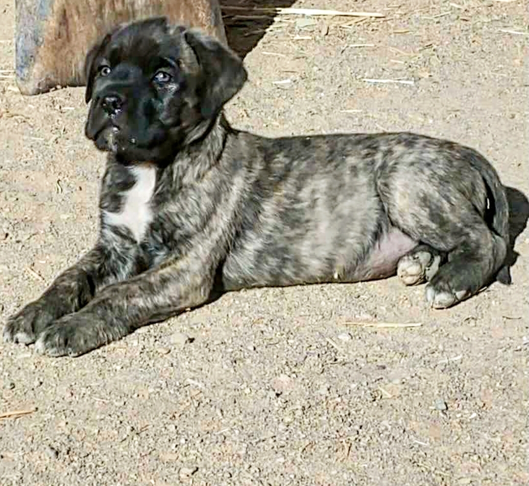 English Mastiff