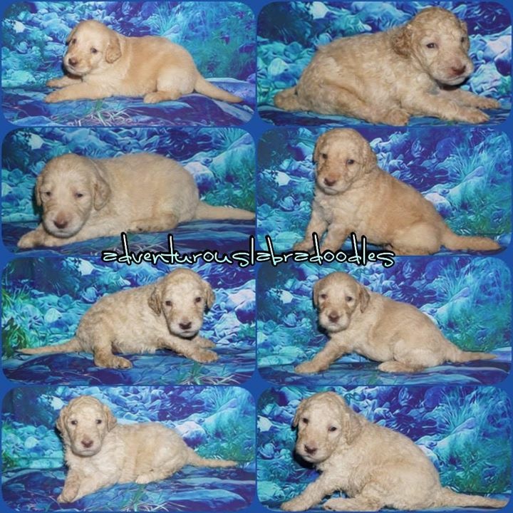 Ckc registered labradoodle puppies