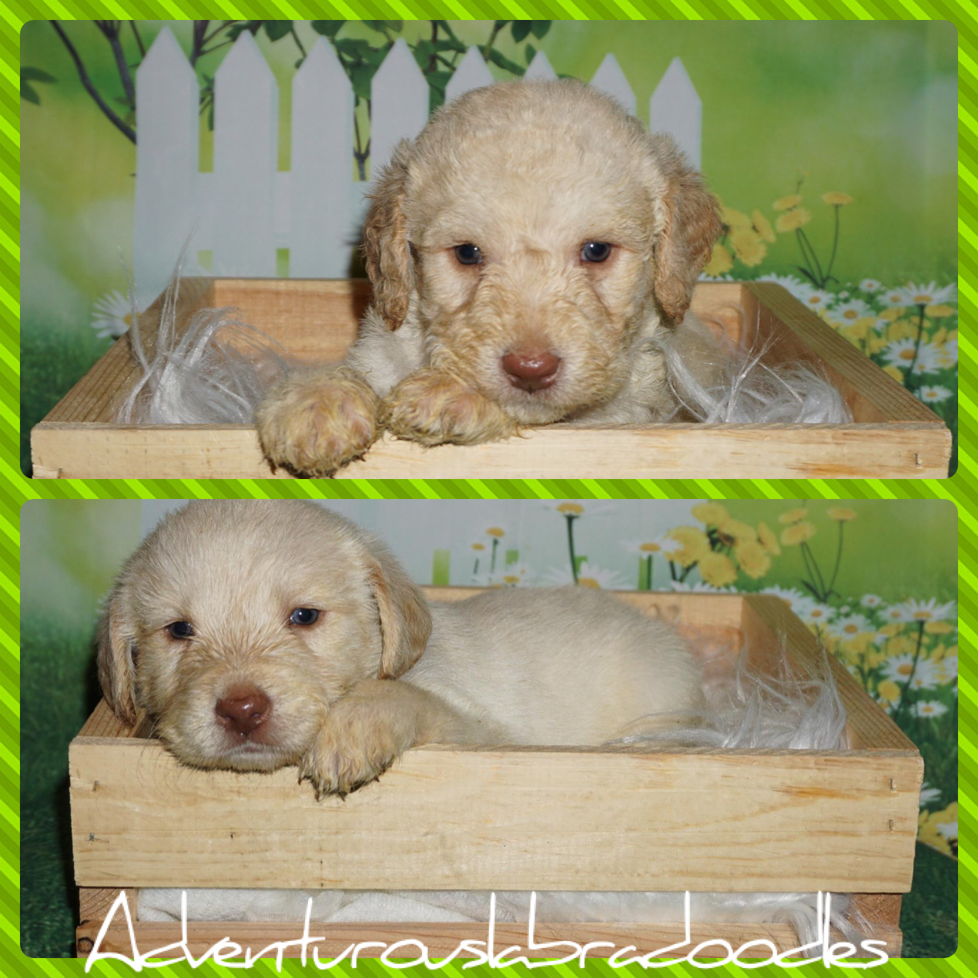 Ckc registered labradoodle puppies