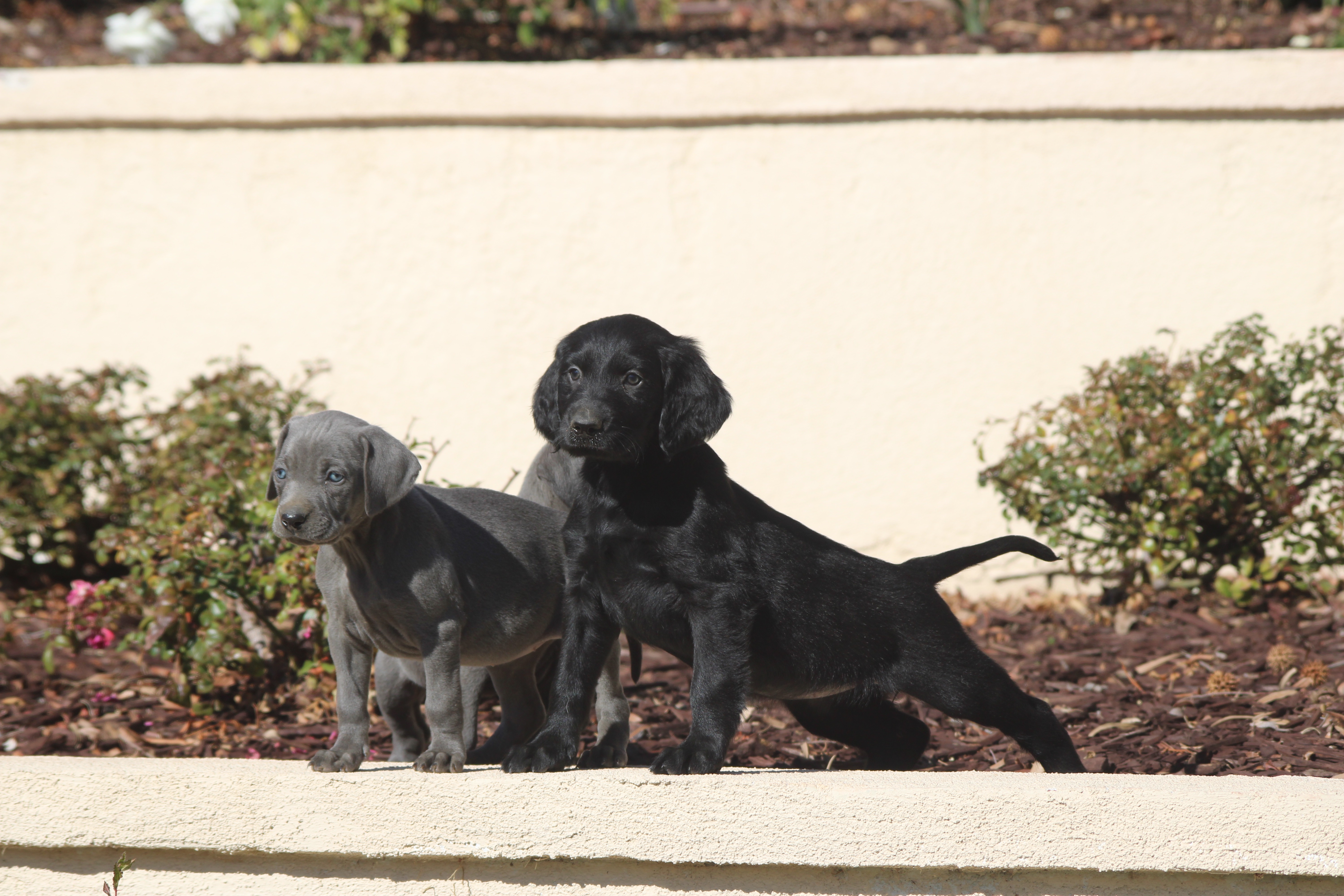 Weimaraner & Irish setter hybrid