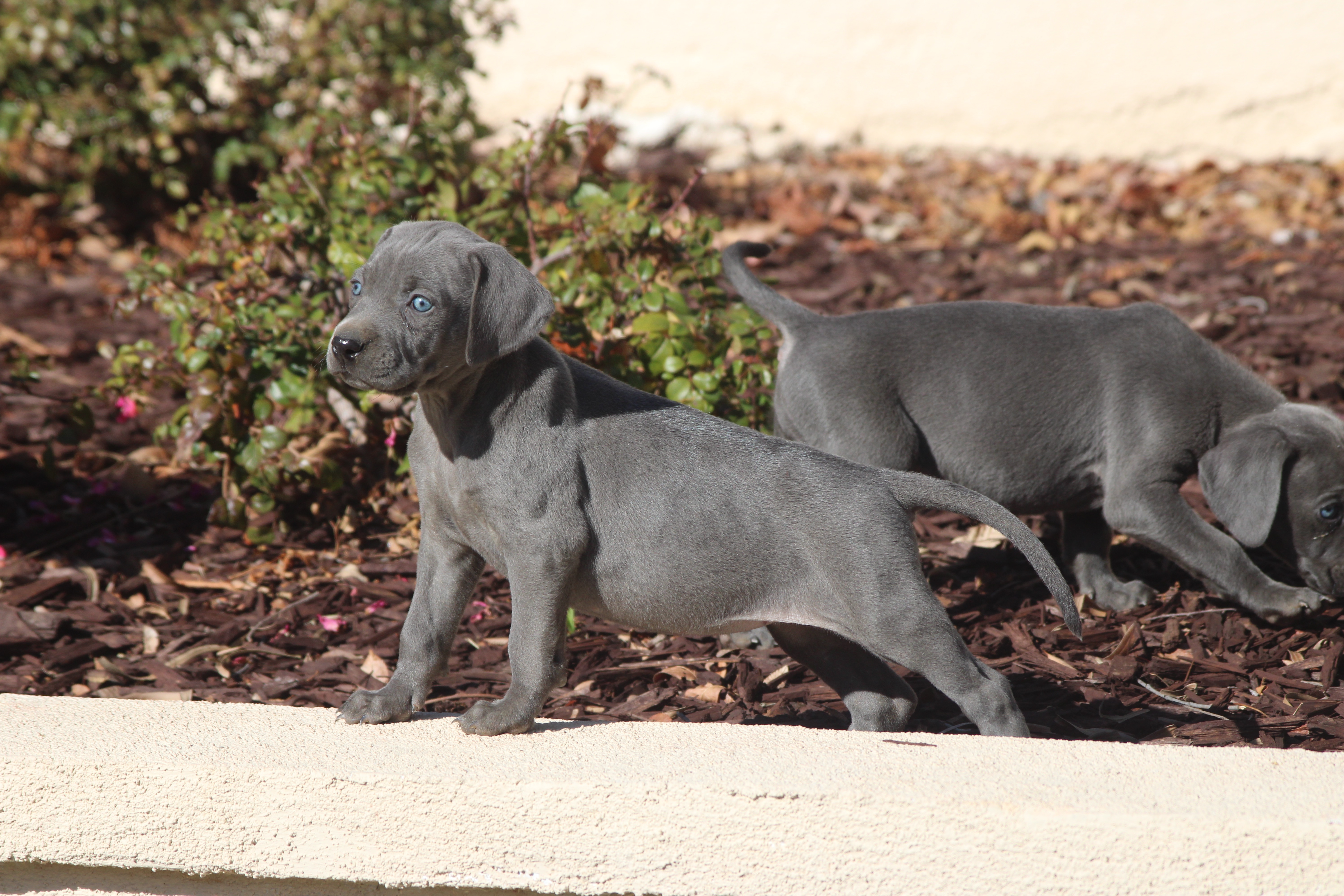 Weimaraner & Irish setter hybrid