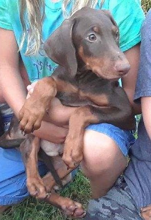 Beautiful Doberman Puppies for Sale