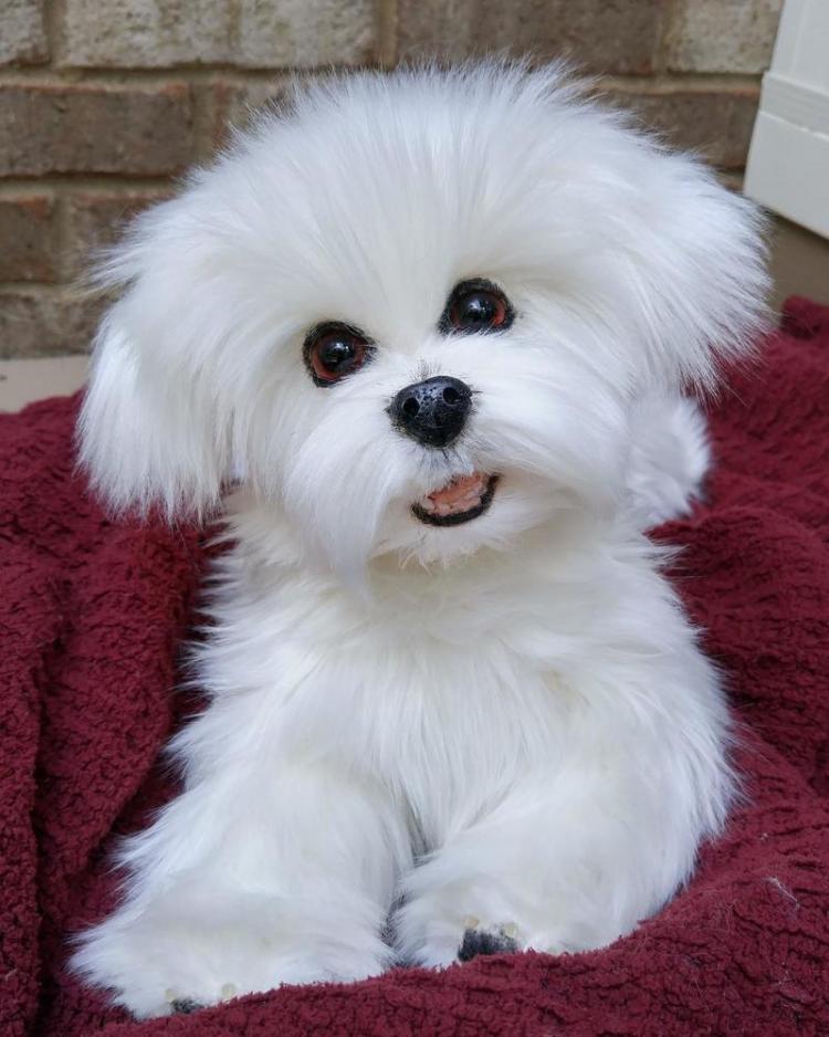 ADORABLE MALTESE PUPPIES FOR SALE